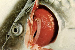Žábrohlísti Dactylogyrus – detail postižené ryby